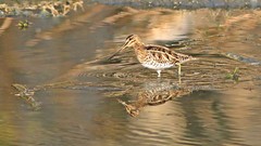 沙墩河扇尾沙锥