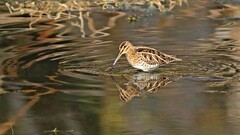 沙墩河扇尾沙锥