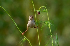 棕扇苇莺（七十二）