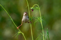 棕扇苇莺（七十二）