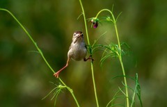 棕扇苇莺（七十二）