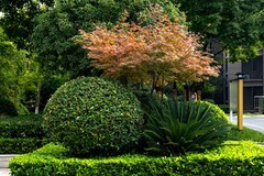 庐州印象（521）