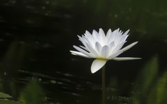 [26277] 云溪的莲花（3）
