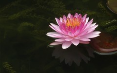 [26277] 云溪的莲花（3）