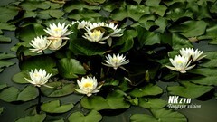 莲花（4）