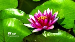 莲花（4）