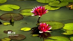 莲花（4）
