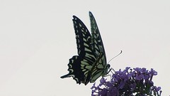 蝶恋花