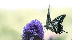蝶恋花