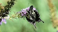 蝶恋花