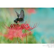 凤蝶和彼岸花