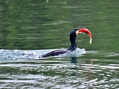 【视觉光影】鸬 鹚 （2）