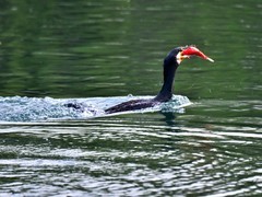 【视觉光影】鸬 鹚 （2）