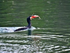 【视觉光影】鸬 鹚 （2）