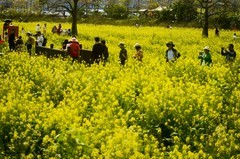 七彩油菜花（9）
