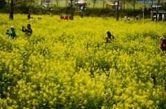 七彩油菜花（9）