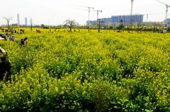 七彩油菜花（10）