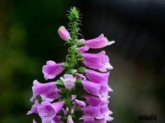 毛地黄-单反篇。