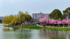 春上树梢头（续）