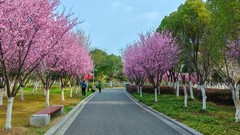 春上树梢头（续）