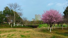 春上树梢头（续）