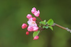 拍摄花卉一（1092）