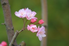 拍摄花卉一（1092）