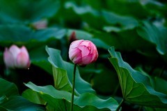秋日——公园小品