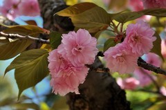 2026花卉植物赏析———樱花【11】