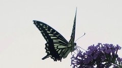 蝶恋花