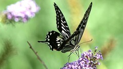 蝶恋花
