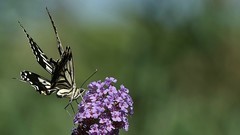 蝶恋花