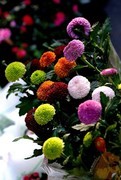 花卉  16