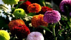 花卉  16