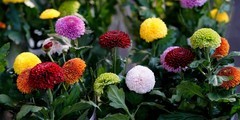 花卉  16