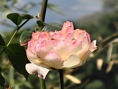 拍摄花卉一（927）