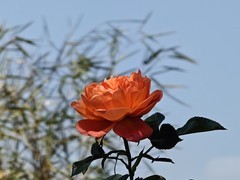 拍摄花卉一（927）