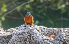 小翠鸟（十六）