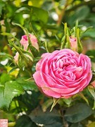 2025.4.4春天的花（1）