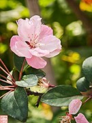 2025.4.4春天的花（1）