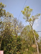 2025.4.4春天的花（1）