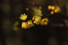 蜡梅花开（2026年）