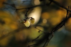 蜡梅花开（2026年）