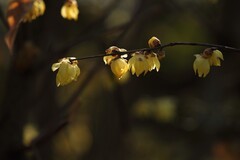 蜡梅花开（2026年）