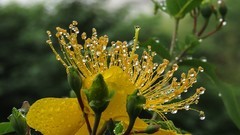 金丝桃花盛开时