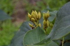 花花草草（五十三）—— 暴马丁香果