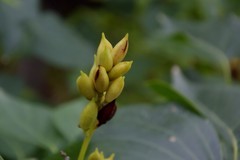 花花草草（五十三）—— 暴马丁香果