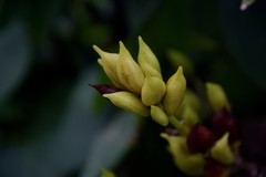 花花草草（五十三）—— 暴马丁香果