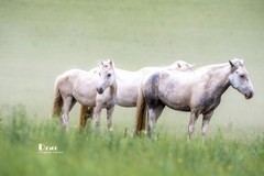 骏马驰骋（49）