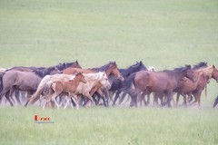 骏马驰骋（49）